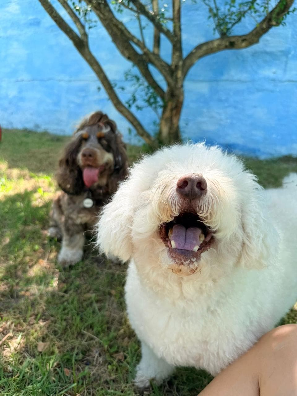 Pet 1