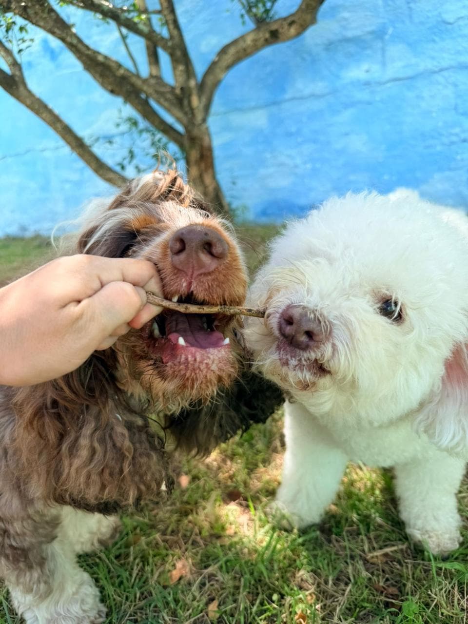 Pet 3